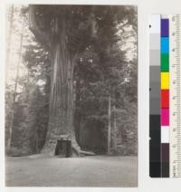 Redwood. "Chandelier Tree." Underwood Park (formerly Coolidge Park), Redwood Highway, northern Mendocino County. Tree is 21 ft. in diameter at base and 315 ft. high, according to owner, and 2500 years old. Actual ring count on roof of opening gives age as between 700 and 800 years. First 100 years 30" in diameter; second 100 years. 10.5" wide (51" dia.). Opening is 80" high; 69" wide at top and 11.5' long. Not a hollow tree originally. Some stringy and dry rot in center. See also #6949. 7-14-41 E. F