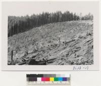 Cascade Head Exp. Forest, Oregon Coast. A clear-cut of fall 1951 - burned Sept. A very hot, clean burn expected to reproduce well by seed from side. 90 year old stand in rear. Note large amount of ground covered by debris even after fire. Metcalf. October 1952