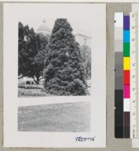 Sequoia gigantea and Capitol Dome, Sacramento