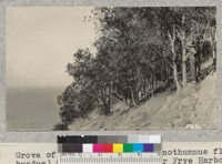 Grove of Island Ironwood (Lyonothumnus Floribundus) Santa Cruz Island near Frye Harbor. Very beautiful when in flower. W. Metcalf - June 1931