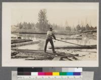 Pond man with pike pole, Clio, California. D. Dunning. 5.212