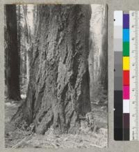 Douglas fir, 48 inch diameter at breast height, showing basal bark. Spring Hill trail near Camp Califorest, Plumas County, California. May 27, 1939. E.F