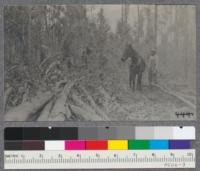 Logging in Blue Gum Eucalyptus, 7 years old over tract. Escondido, California. February 1917, windfallen timber from big storm of January 1916