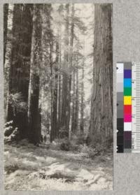 The lower Hendy Grove near Philo, Mendocino County, is about 100 miles closer to San Francisco than the nearest part of the Humboldt Redwood Park. The trees are almost as fine. April, 1926