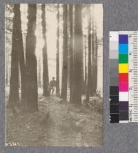 Secondgrowth Redwood Yield Study. Arcata - plot#2. A 43 year old stand of redwood containing a little spruce and fir - 56 thousand board feet per acre. Oct. 1922