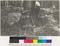 Redwood Region. Felling redwood with a standard dragsaw. Baker and Son operation on Van Duzen River. August 4, 1936. E. F