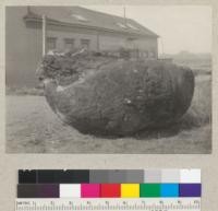 Half of a large redwood burl from a redwood tree off Redwood Highway, Sec. 25 T9N, R1W on Hammond land. Tree was felled by trespasser (Burl thief), but recovered by owner before removal. Photo taken at Stump House, Eureka. This piece weighed 4 tons, the other half 3-1/2 tons. Burl was 125' up, encircled the tree up to 8", where tree was about 24" in diameter. Butt diameter of tree was about 5'. The burl growth originated after trunk had developed rather than at pith. Trunk within burl straight-grained. Burl measured 7' high and about 8' in diameter. July 1935. E.F