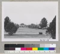 Street trees in El Centro. Aleppo pines left and right. Small Grenvillea robusta row in center and Thuja orientalis extreme right. Metcalf. Dec. 1952