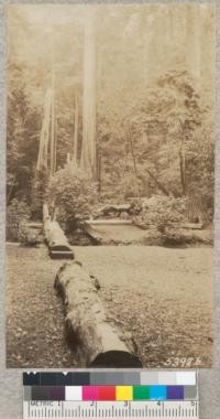 View in Muir Woods National Monument, showing sprouts from base of windfallen redwood tree on which Mr. W.R. Hine is standing. Oct. 1930, Metcalf