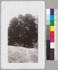 A large and symmetrical coast live oak, Quercus agrifolia, near cold spring in the country west of Patterson, Stanislaus County. Fire Warden Ball, Farm Advisor Jungerman and J. Whitney Floyd on inspection trip. 1942. Metcalf