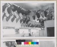 Big game display at Bighorn Caf,̌ Rio Vista, California. Collection of W. Foster. Sept. 1953. Kraebel