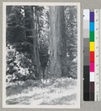 Redwood tree #1551. A twin split apart by tree falling in between in March 1935. Record of spreading (leaning) of the trees kept annually--at point of measurement: 4-1-36, 12.25"; 8-6-45, 15.0". 8-6-45. E.F