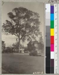 The Bishop William Taylor Blue Gum in Alameda is suffering from soil being covered with cement. 45.9 inch diameter at breast height x 90 ft. x 85 ft. crown diamter. February 1939. Metcalf. This tree died about 1941 constricted by sidewalks