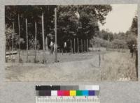 The cultivated garden plot of pole beans. Ritchie property, Napa County