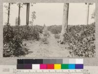 Trail, really a road, Meadow Valley to Middle Fork, Feather River. Top of ridge near Cattle Drive. Showing thick brush cover of Manzanita etc. July 1922