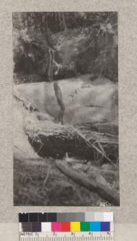 Upper falls of Eshom Creek near Whitaker's Forest. A trail was built to reach this by Tulare county boys in 1933. Metcalf