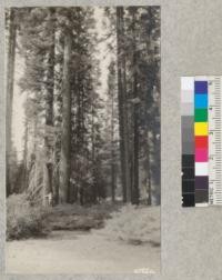 Site for the San Joaquin and Stanislaus Agricultural Club camps near Strawberry Lake, Tuolumne County. A Forest Service special use area. August and September, 1927. Metcalf