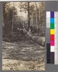 Log Chute on Coquille River of Aasen Brother's Logging Company. 2 miles from Beaver Hill Junction, Oregon