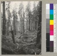 Selective logging in Redwood. Cummings Creek, Van Duzen River. Hammond Redwood Company. View after slash fires of 1936; and after heavy windfall in February, 1937. 2/26/37 E.F