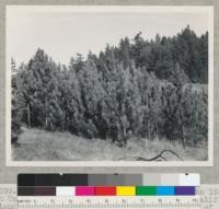 Coulter pine--planted by W. Metcalf in 1930's on University of California forest south of Willits, California along Redwood Highway and near State Division of Forestry headquarters above railroad crossing. View from highway fence. 10-2-44, E.F