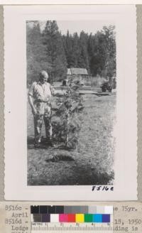 Metcalf and the top of the 75 year old Sequoia with the 60 cones. Whitaker's Forest. April 18, 1950. Metcalf