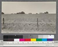 A fine field of grain protected by several plowed furrows. Near Davis, June 1919