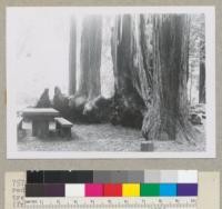 Redwood Region. A partial circle of redwoods, doubtless of sprout origin. Each tree badly damaged by fires of the past. (Probably no fire for 75 years.) Memorial Park, on Pescadero Creek, San Mateo County, California. Sporophores of Poria sequoiae in crevices. 12-5-54, E.F