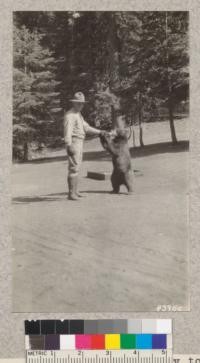 Ranger Messner feeding honey to a two-year old cub at Giant Forest. Metcalf. July, 1928