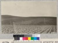 Serious erosion on Bard property near Hueneme, Ventura County, as results of exposing bare soil to rains through growing beans. Metcalf. June, 1927