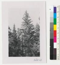 Sugar pine with cones and white firs. Bruin Camp, Whitaker's Forest. July 1952