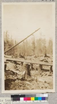 Raising a high pole. Pacific Lumber Company, Freshwater, California. Stamm- 1923