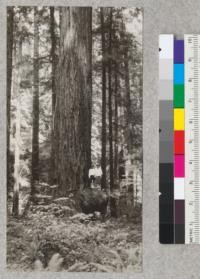 Redwood Utilization Study. A 5 foot redwood on Grizzly Flat on the Van Duzen River, Humboldt County. Above its base is a very large burl which is not of the adventitious bud type. The children are standing on the burl. August 1928, E.F