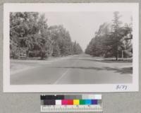 Wide part of North Van Ness Avenue, Fresno, with Deodar cedars and Manna gum eucalyptus. July 1951. Metcalf