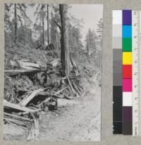 Redwood Region. Showing slash pushed against butt of residual tree. Sept. 14, 1951 E.F