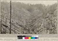 Mendocino Lumber Company, north fork of Big River, looking up a side gulch. Mendocino-Willits road on top of ridge in background. A week after tops and refuse had been burned and before railroad spur was extended into area. Very hot fire, causing considerable loss to logs. June 1921. E.F