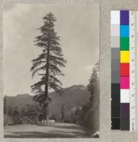 Lone redwood tree on edge of Redwood Highway about 8 miles north of Garberville, California. 65" diameter at breast height 150' high. Full crown. Deep fill around tree (10' deep or more) on side toward road. Apparently suffering no ill effects from the filling in. E. F. July 15, 1932