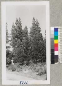 Monterey pine plantation at Las Posadas State Forest. August 1954. Metcalf