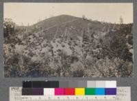 Chamise occupying dry hilltop near Beegum, California, Manzanita and Digger pine occur at lower elevations and in the moist coves. C.C. 10 cows. T 28 N, R 8 W, Mt. Diablo Meridian, Sec. 5