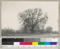 Quercus lobata in winter condition. This is the beautiful valley oak at the W. A. West place between Visalia and the highway junction. In 1937 it was 4.25 ft. diameter at breast height, 85 ft. tall and 125 ft. crown spread. See photo 6109 for summer condition. Metcalf