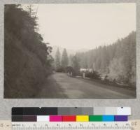 "Twin Trees" at Bridge over South Fork of Eel River below Richardson Grove. View from north, 8 A.M. Diameter 76 feet, height 200 feet. See also #5587 and #5588. April, 1933, E. F