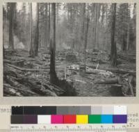 Selective logging in the redwoods at Carlotta. 100,000 feet per acre removed; about 25 thousand feet left. Loggging by tractors. June 1935. E.F