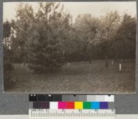 Pinus lambertiana, Pinus coulteri and Ulmus fulva. Plot M, Chico Forestry Station, September, 1918