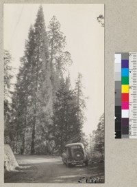 Young and old Sequoias along the road through Whitaker's Forest near Plot 1. August 1935. Metcalf