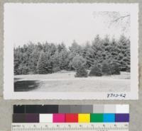 Secrest Research Planting in Dawes Arboretum, Jacksontown, Ohio, planted 1930. Blue spruce, balsam fir, Abies mariese and Picea rubra, good. Scots pine and red pine good. Metcalf. October 1953