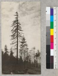 Redwood Utilization Study. Crown types of redwood. A 6 foot tree outside the experimental area. E.F. July, 1928