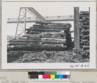 Logs in the dry pile at Antioch plant of Fibreboard Company. They use Douglas fir from Eureka and white fir from Truckee. Metcalf. September 1952