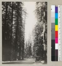 Trees along new highway stretch through Holbrook Grove, 2 and 1/2 miles north of Garberville. Redwood recovery study. View: Looking north, Tree #1519 nearest road; #1520 behind it. Top broken off later where diameter is about 8 or 10". August 10, 1935. E. F