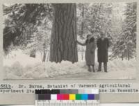 Dr. Burns, Botanist of Vermont Agricultural Experiment Station,visits a ponderosa pine in Yosemite