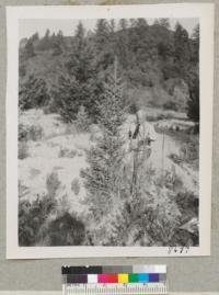 Treehaven Plantation near Calistoga. Oct. 1952. A sitka spruce, Picea Sitchensis showing double leader pruned off in spring 1952 and good growth of remaining stem. See previous photo. Metcalf