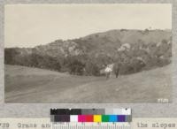 Grass and woodland country on the slopes of Mt. Diablo, Contra Costa County, burned over by fire of October, 1925. Fire was stopped at trail in foreground